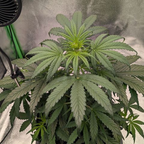 Northern Gaint growlog timeline photo