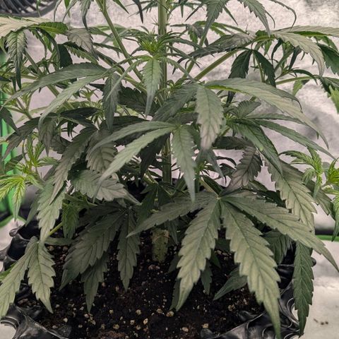 Northern Gaint growlog timeline photo
