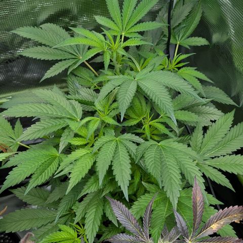 North Thunderfuck growlog timeline photo