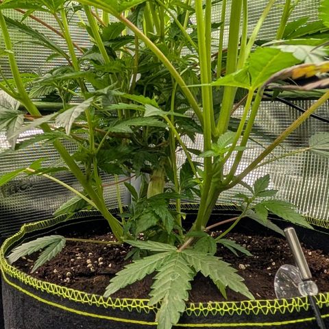 North Thunderfuck growlog timeline photo