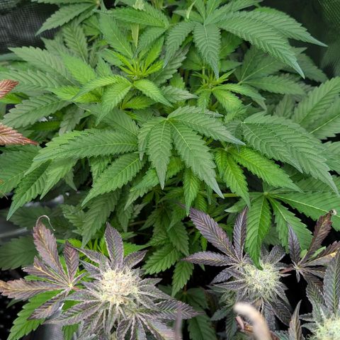 North Thunderfuck growlog timeline photo