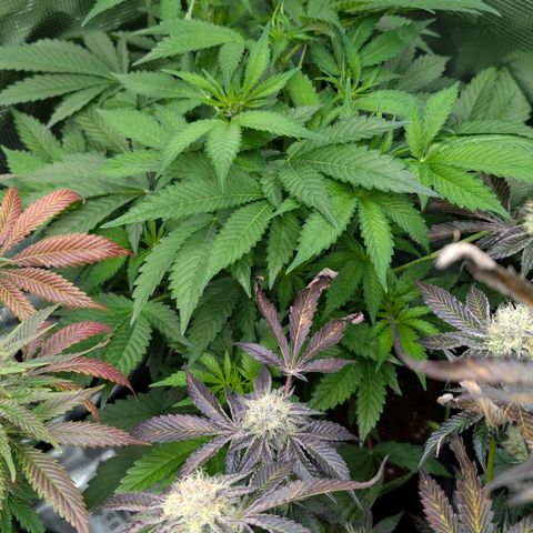 North Thunderfuck growlog timeline photo