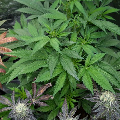 North Thunderfuck growlog timeline photo