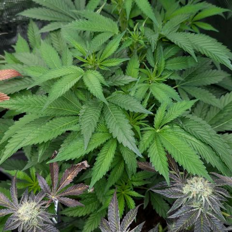 North Thunderfuck growlog timeline photo