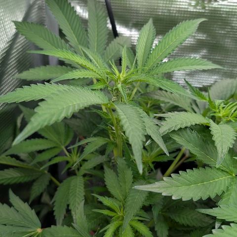 North Thunderfuck growlog timeline photo