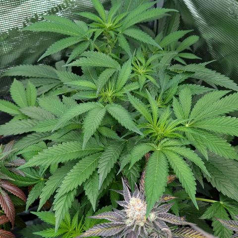 North Thunderfuck growlog timeline photo