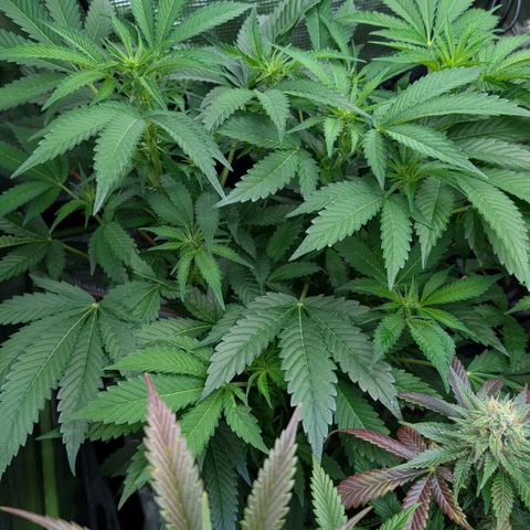 North Thunderfuck growlog timeline photo