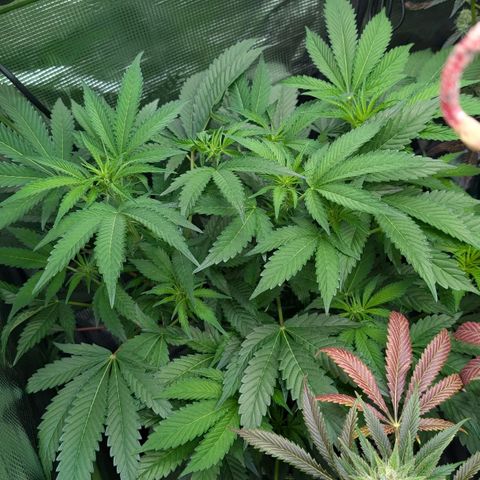 North Thunderfuck growlog timeline photo