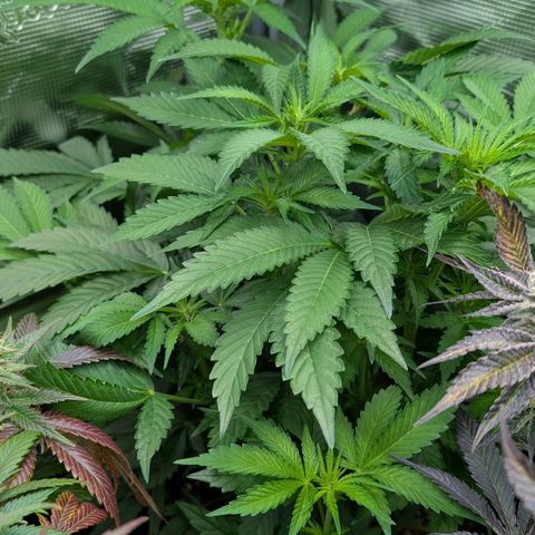 North Thunderfuck growlog timeline photo