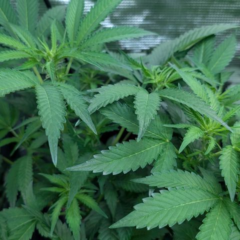 North Thunderfuck growlog timeline photo