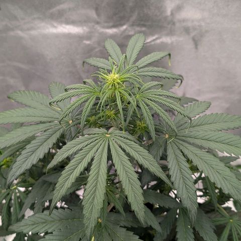 Northern Gaint growlog timeline photo