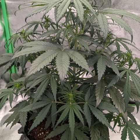 Northern Gaint growlog timeline photo