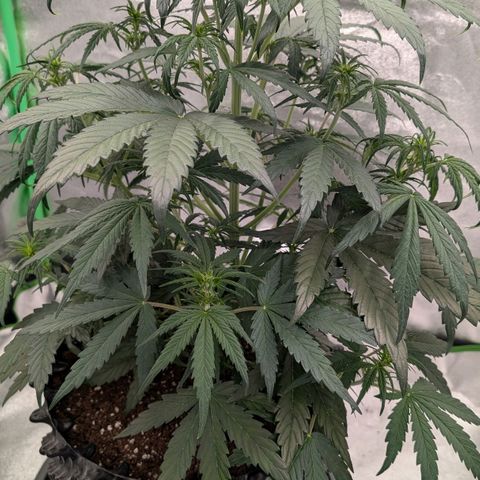 Northern Gaint growlog timeline photo