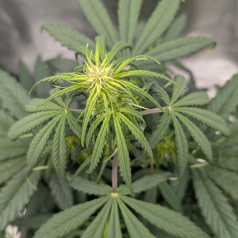 Northern Gaint growlog timeline photo