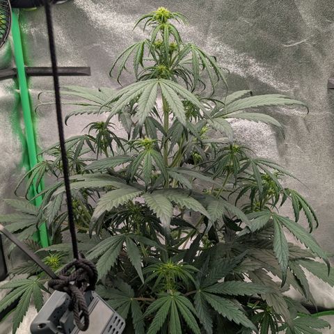 Northern Gaint growlog timeline photo