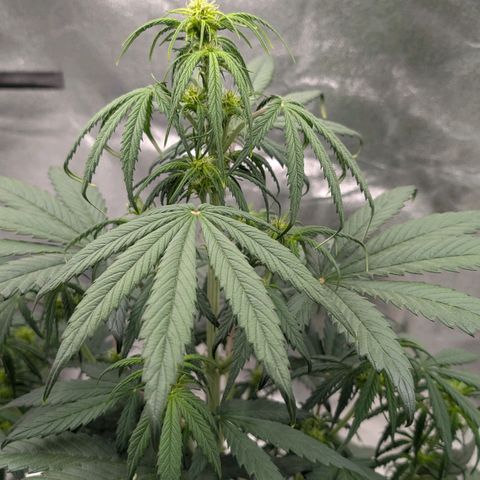 Northern Gaint growlog timeline photo