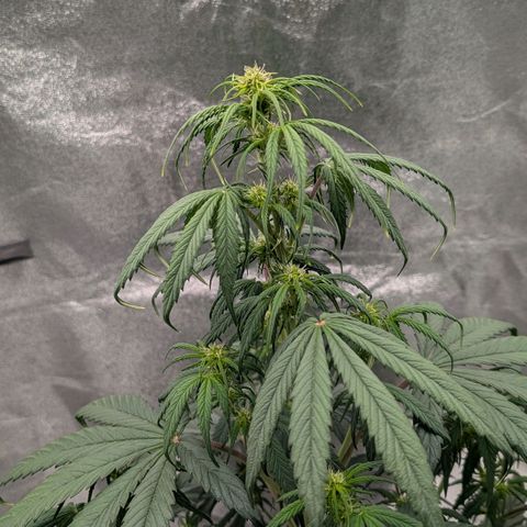 Northern Gaint growlog timeline photo
