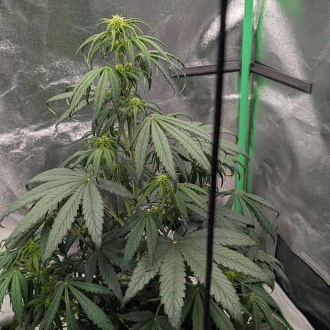 Northern Gaint growlog timeline photo