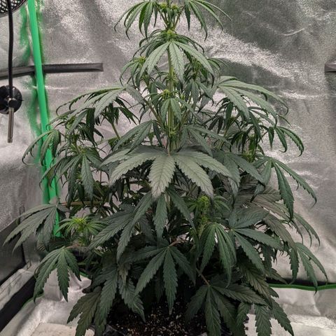 Northern Gaint growlog timeline photo