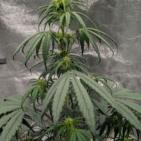 Northern Gaint growlog timeline photo