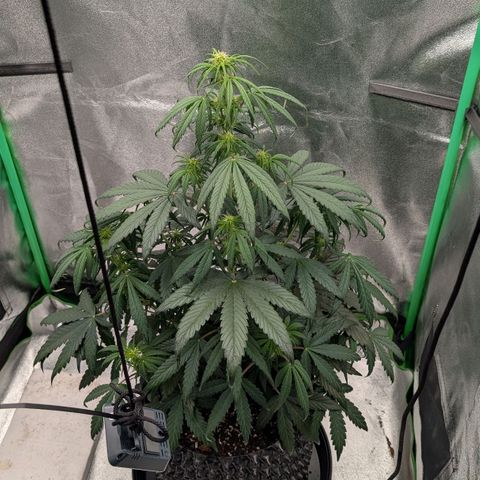 Northern Gaint growlog timeline photo