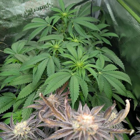 North Thunderfuck growlog timeline photo
