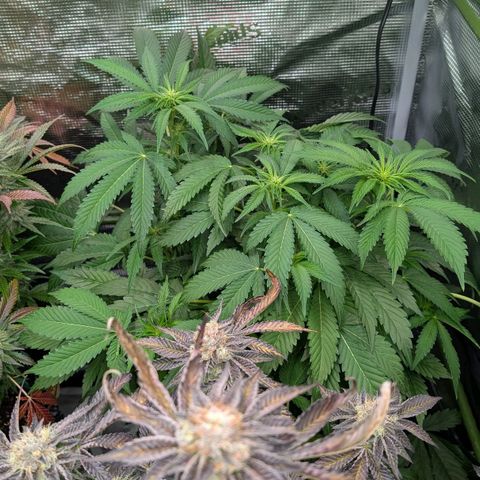 North Thunderfuck growlog timeline photo