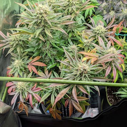 North Thunderfuck growlog timeline photo