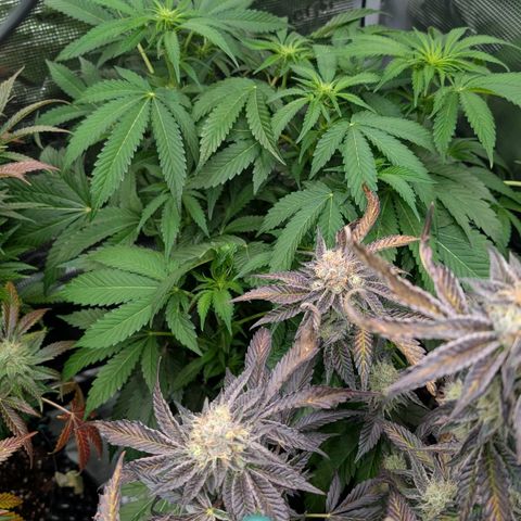 North Thunderfuck growlog timeline photo