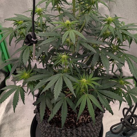 Northern Gaint growlog timeline photo