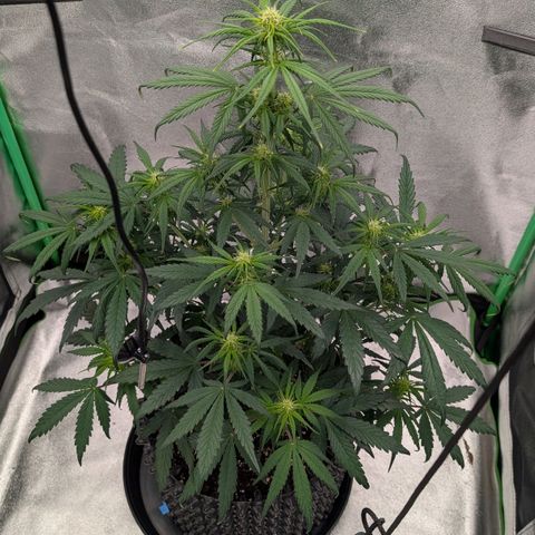 Northern Gaint growlog timeline photo