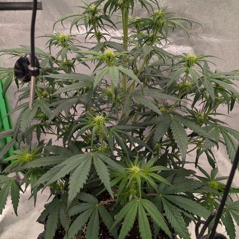 Northern Gaint growlog timeline photo