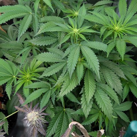 North Thunderfuck growlog timeline photo