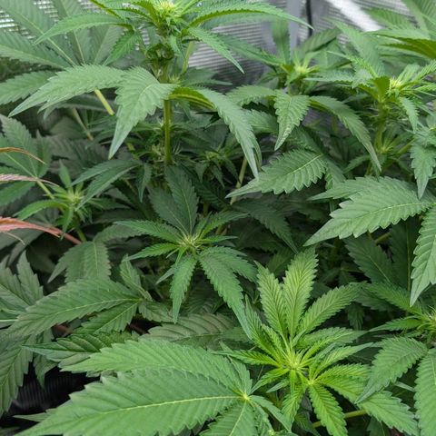 North Thunderfuck growlog timeline photo