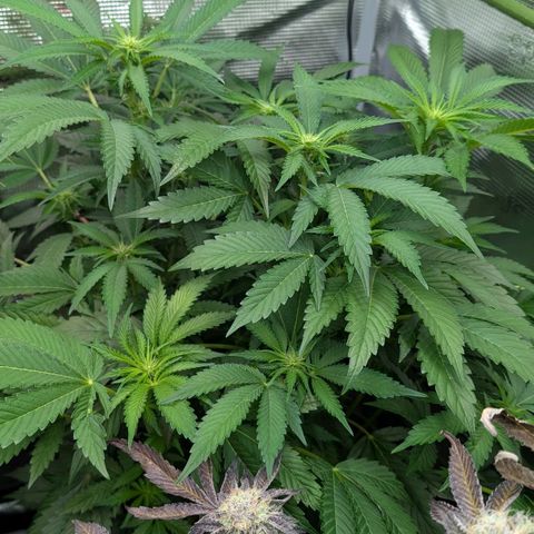 North Thunderfuck growlog timeline photo