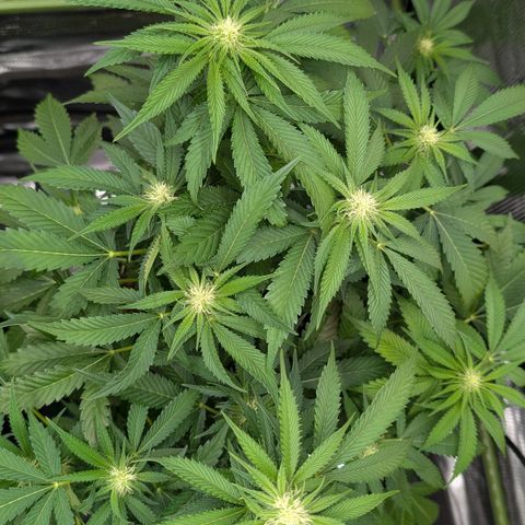 North Thunderfuck growlog timeline photo