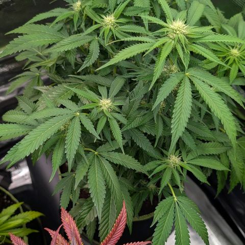 North Thunderfuck growlog timeline photo