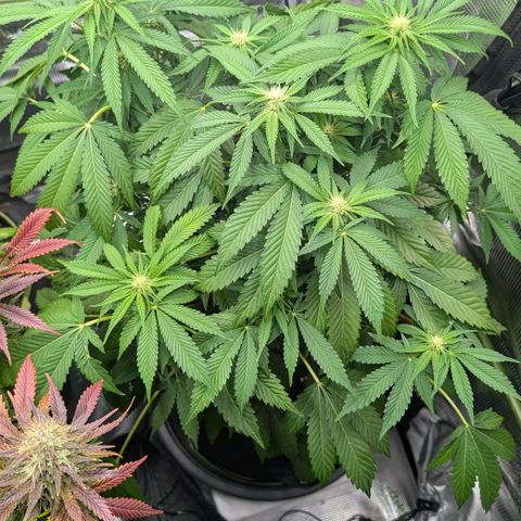 North Thunderfuck growlog timeline photo