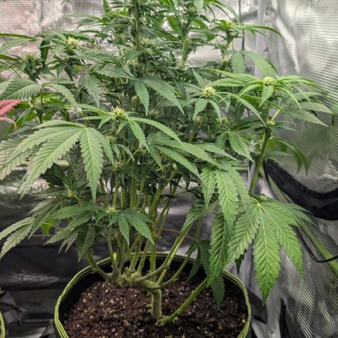 North Thunderfuck growlog timeline photo