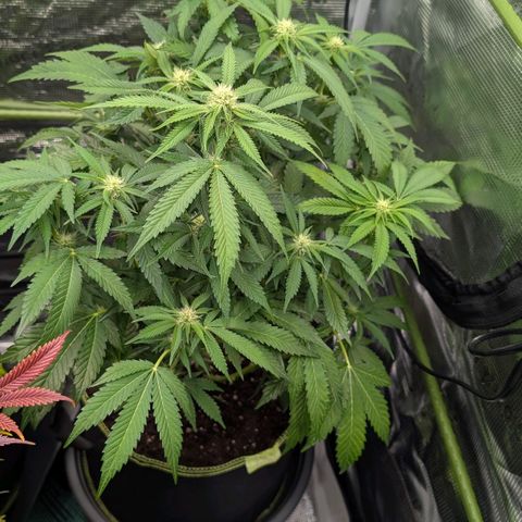 North Thunderfuck growlog timeline photo