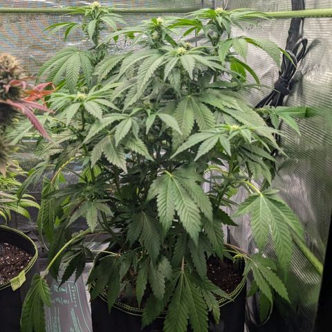 North Thunderfuck growlog timeline photo