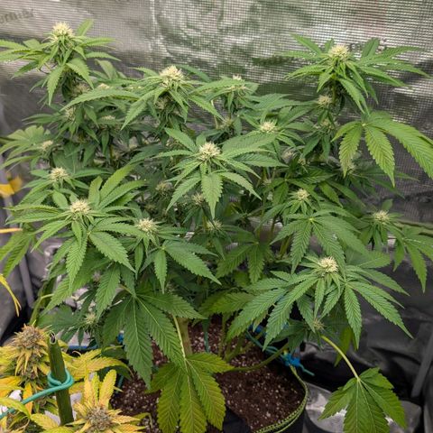 North Thunderfuck growlog timeline photo