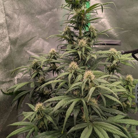 Northern Gaint growlog timeline photo
