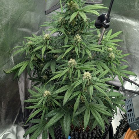 Northern Gaint growlog timeline photo