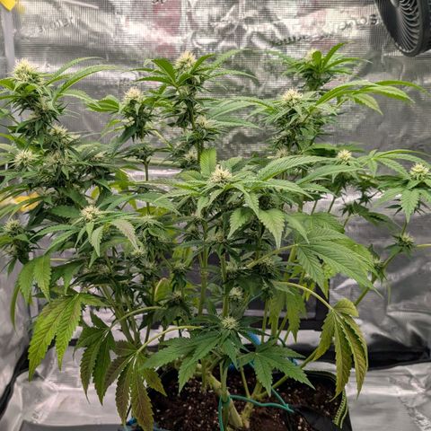 North Thunderfuck growlog timeline photo