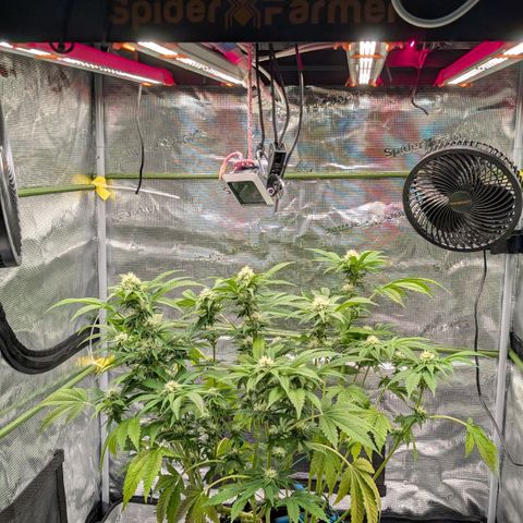 North Thunderfuck growlog timeline photo