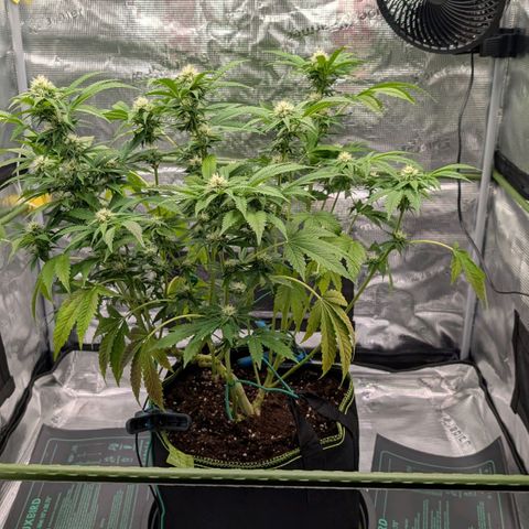 North Thunderfuck growlog timeline photo