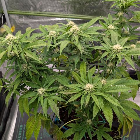 North Thunderfuck growlog timeline photo