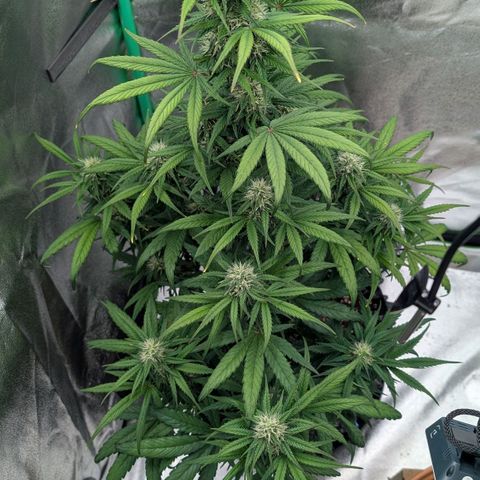 Northern Gaint growlog timeline photo