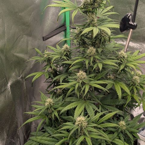 Northern Gaint growlog timeline photo